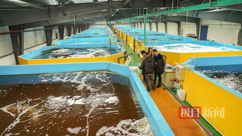 武漢內陸研發(fā)海水養(yǎng)殖技術，2毫米對蝦苗兩月游上市民餐桌